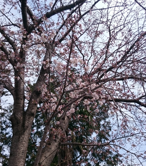 お地蔵様の桜